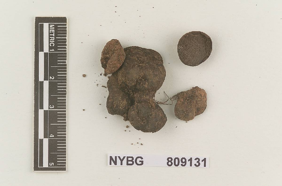 Rhizopogon ater image