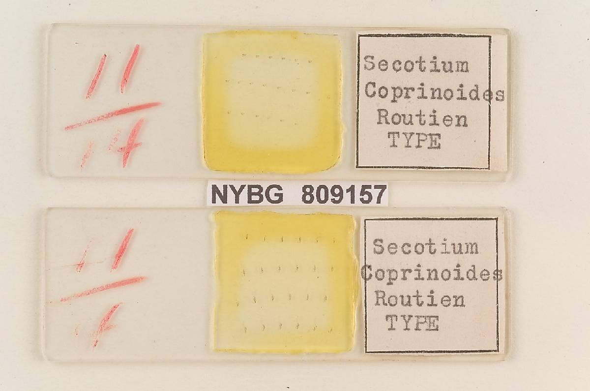 Secotium coprinoides image