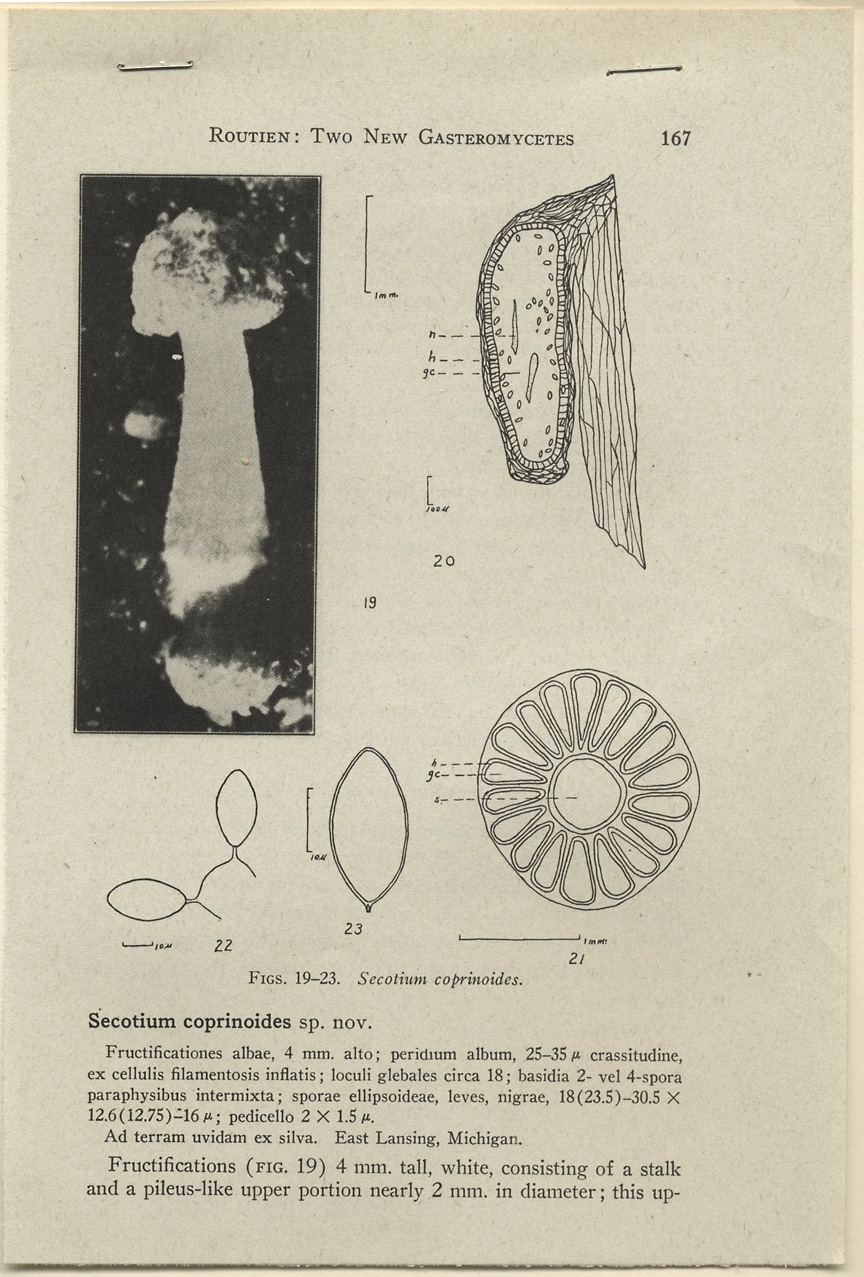 Secotium coprinoides image