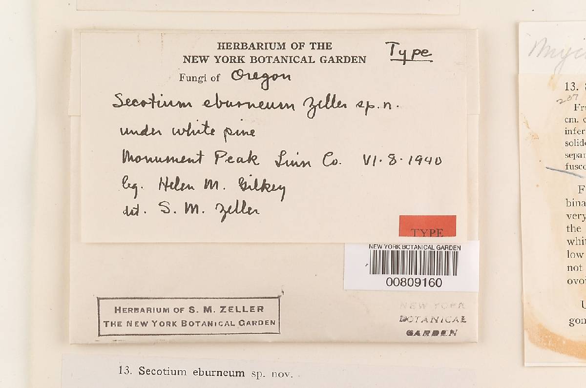 Secotium eburneum image