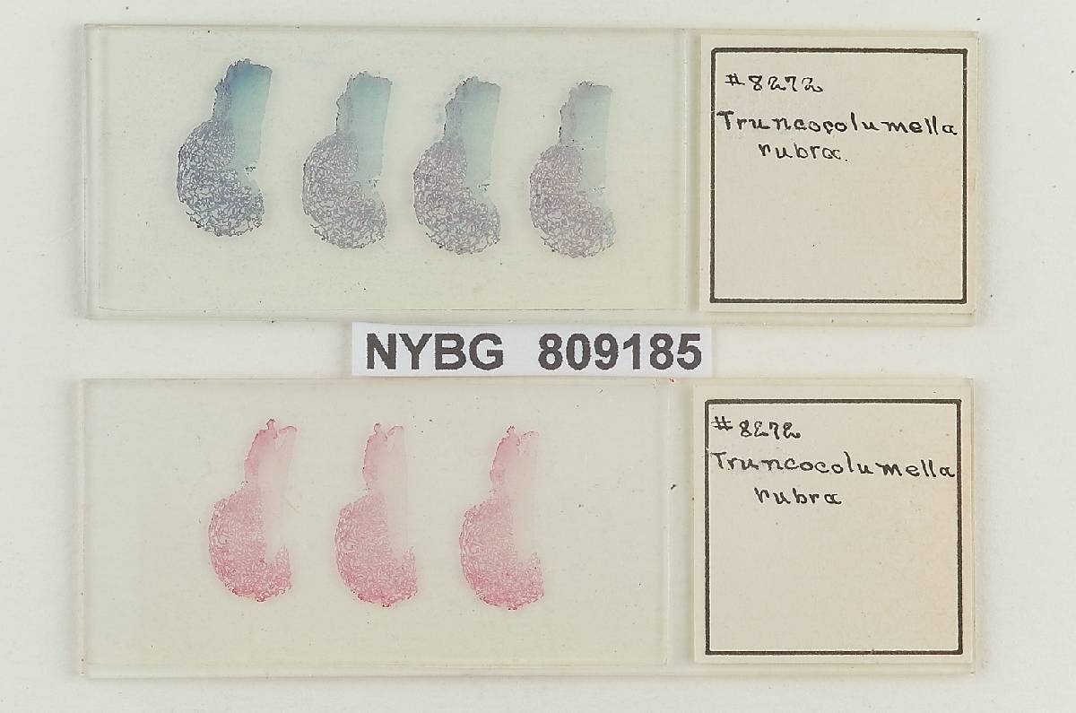 Gastroboletus ruber image