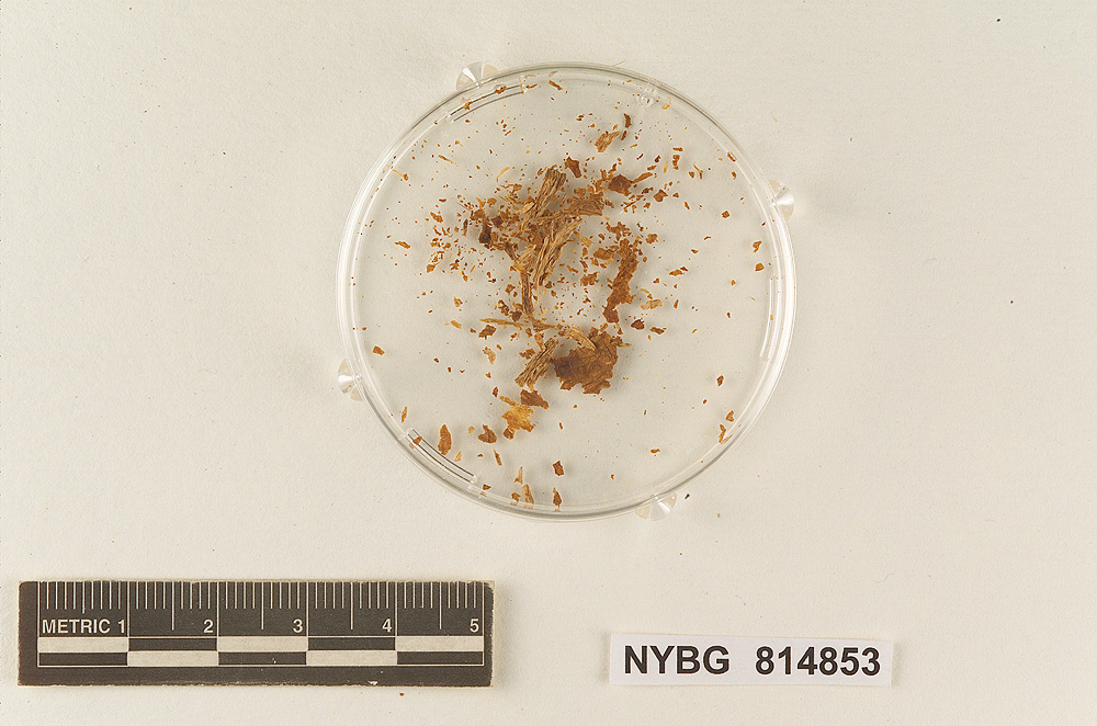 Hebeloma alabamense image