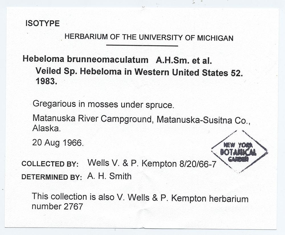 Hebeloma brunneomaculatum image