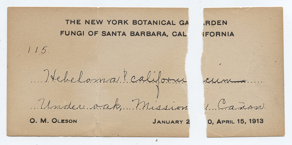 Hebeloma californicum image