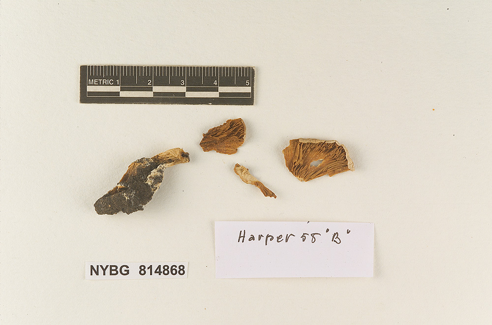 Hebeloma harperi image