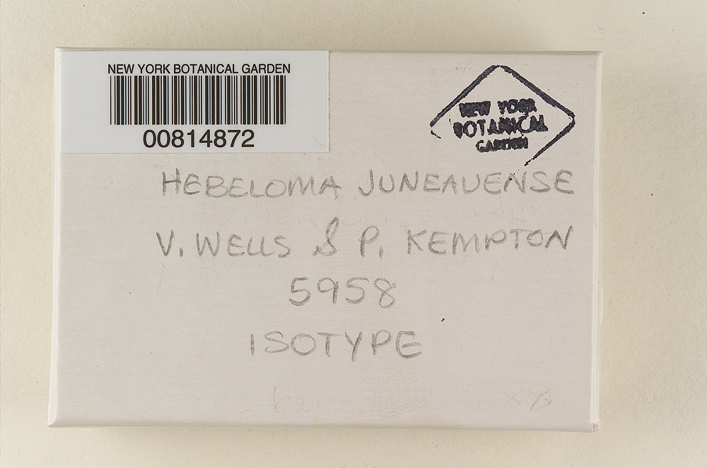 Hebeloma juneauense image