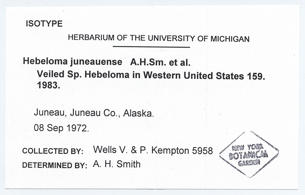 Hebeloma juneauense image