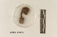 Hebeloma anthracophilum image