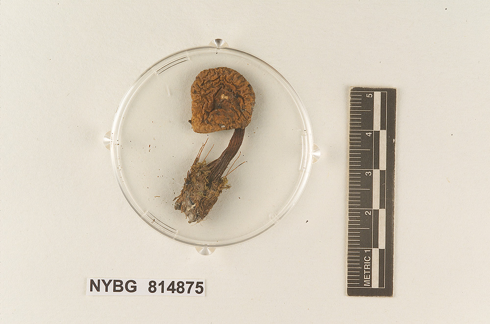 Hebeloma anthracophilum image