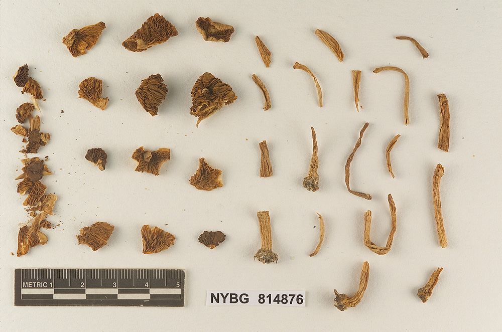 Agrocybe broadwayi image