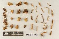 Agrocybe broadwayi image