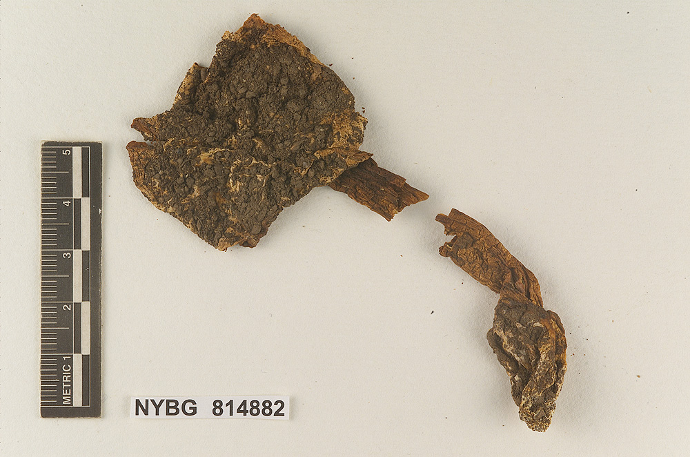 Hebeloma farinaceum image