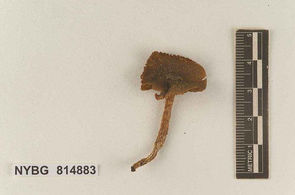 Hebeloma floridanum image