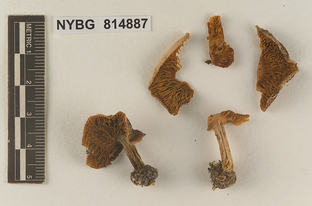 Hebeloma subfastibile image