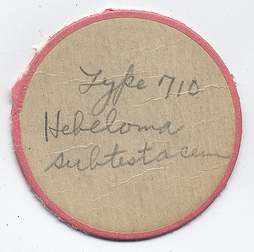 Hebeloma subtestaceum image