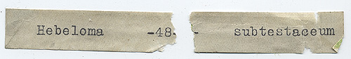 Hebeloma subtestaceum image