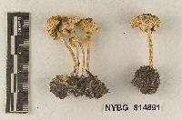 Lepiota cristata var. viridispora image