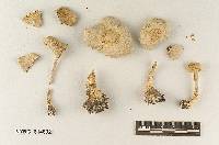 Cystolepiota fumosifolia image