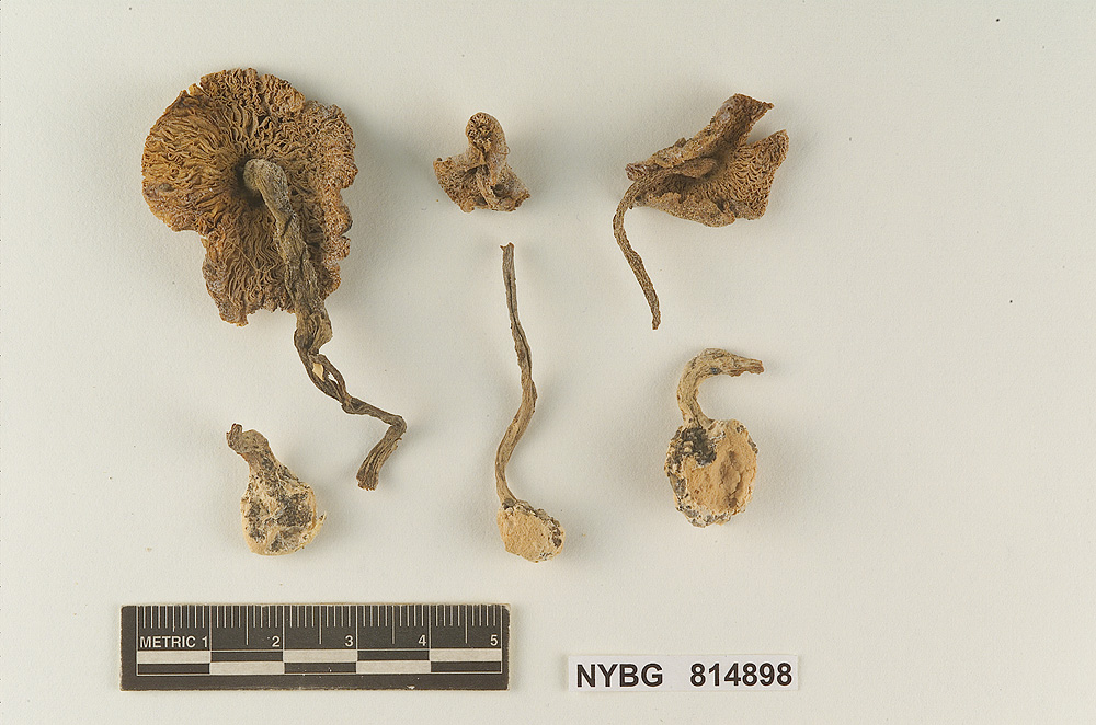 Lepiota fulvodisca image