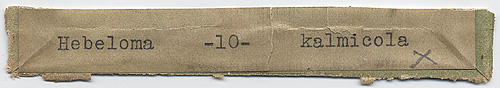 Hebeloma kalmicola image
