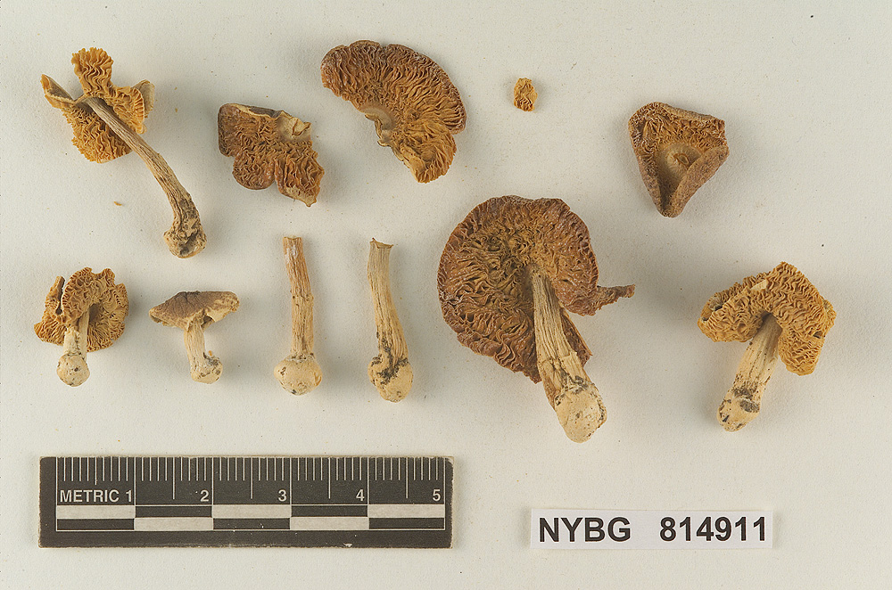 Lepiota amanitiformis image