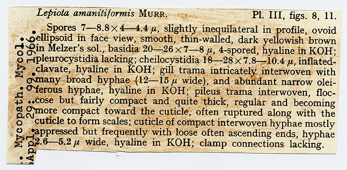 Lepiota amanitiformis image