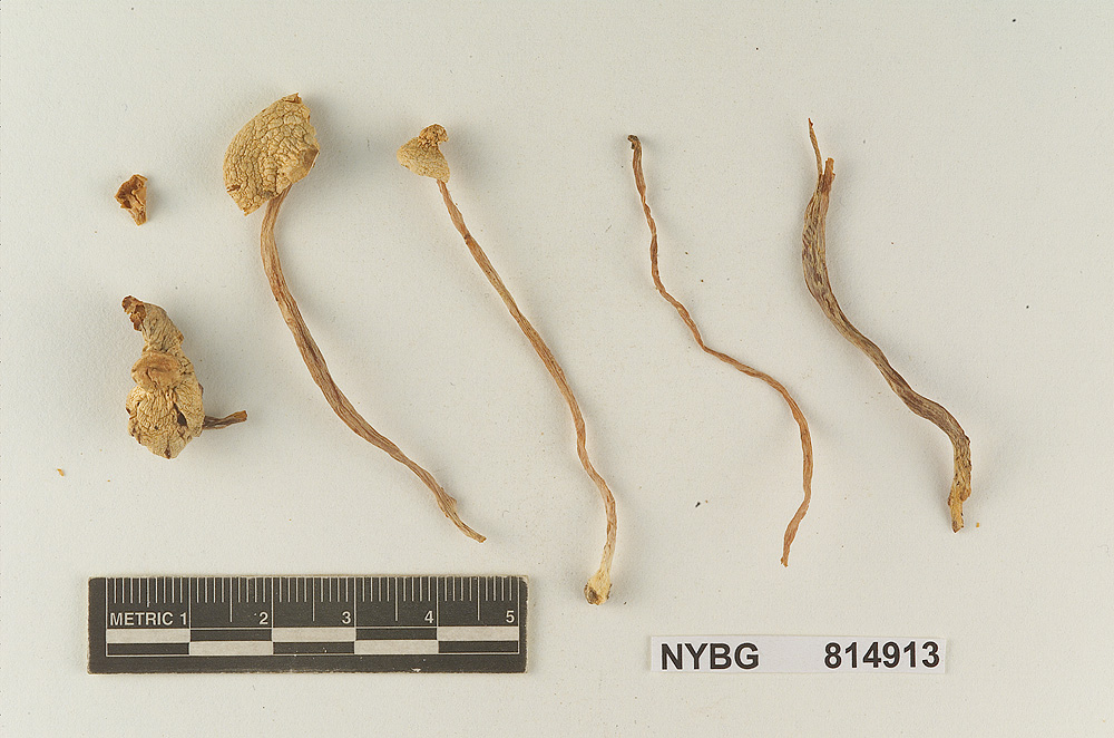 Lepiota amplifolia image