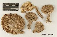 Lepiota barssii image