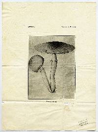 Lepiota barssii image