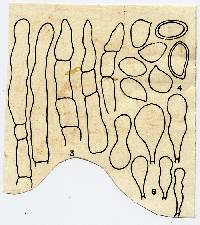 Lepiota colimensis image