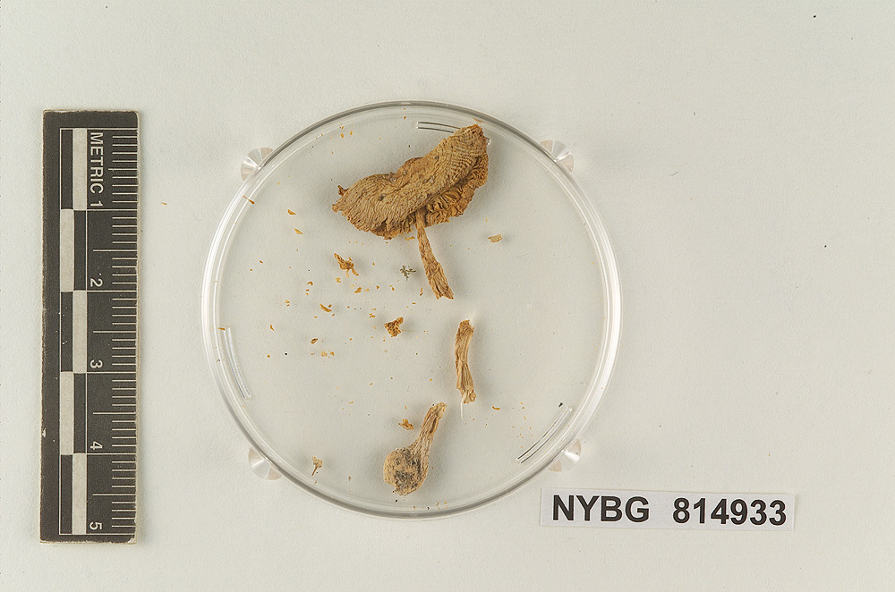 Lepiota cristatiformis image