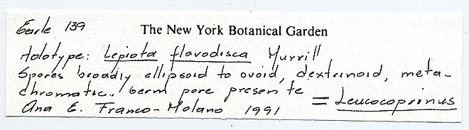 Lepiota flavodisca image