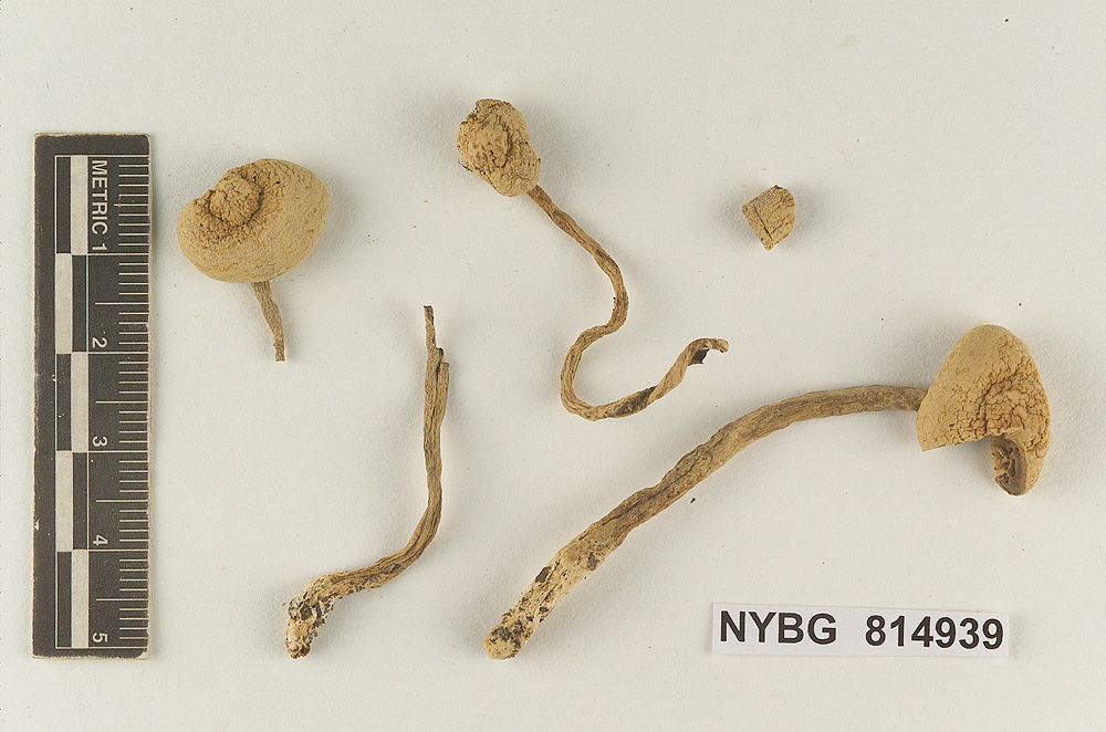 Cystolepiota fumosifolia image