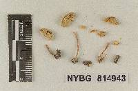 Lepiota hemisphaerica image