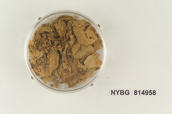 Lepiota mammaeformis image