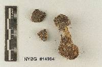 Lepiota nardosmioides image