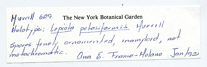 Lepiota petasiformis image