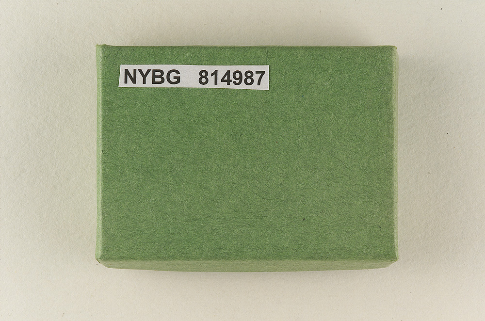 Tubaria fuscifolia image