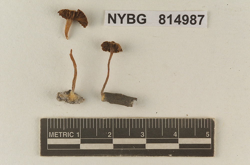 Tubaria fuscifolia image