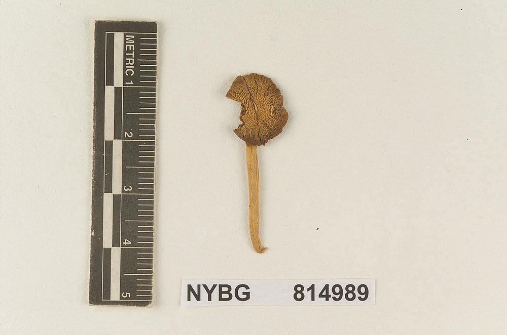 Tubaria praecox image