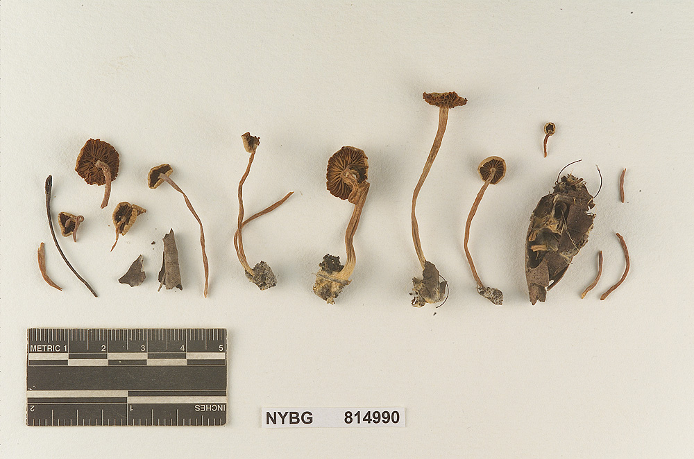 Tubaria subcrenulata image