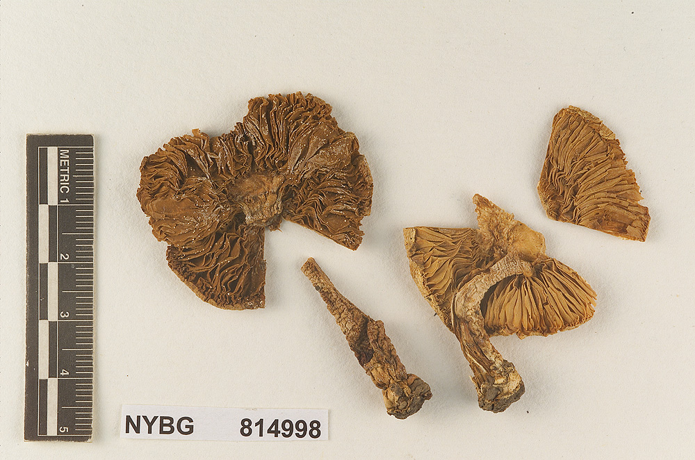 Hebeloma sericipes image