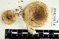 Lepiota rubrotinctoides image