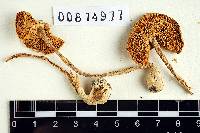 Lepiota rubrotinctoides image