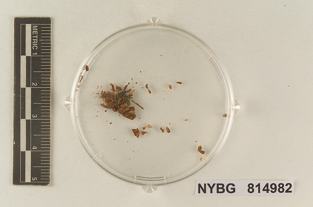Tubaria alabamensis image