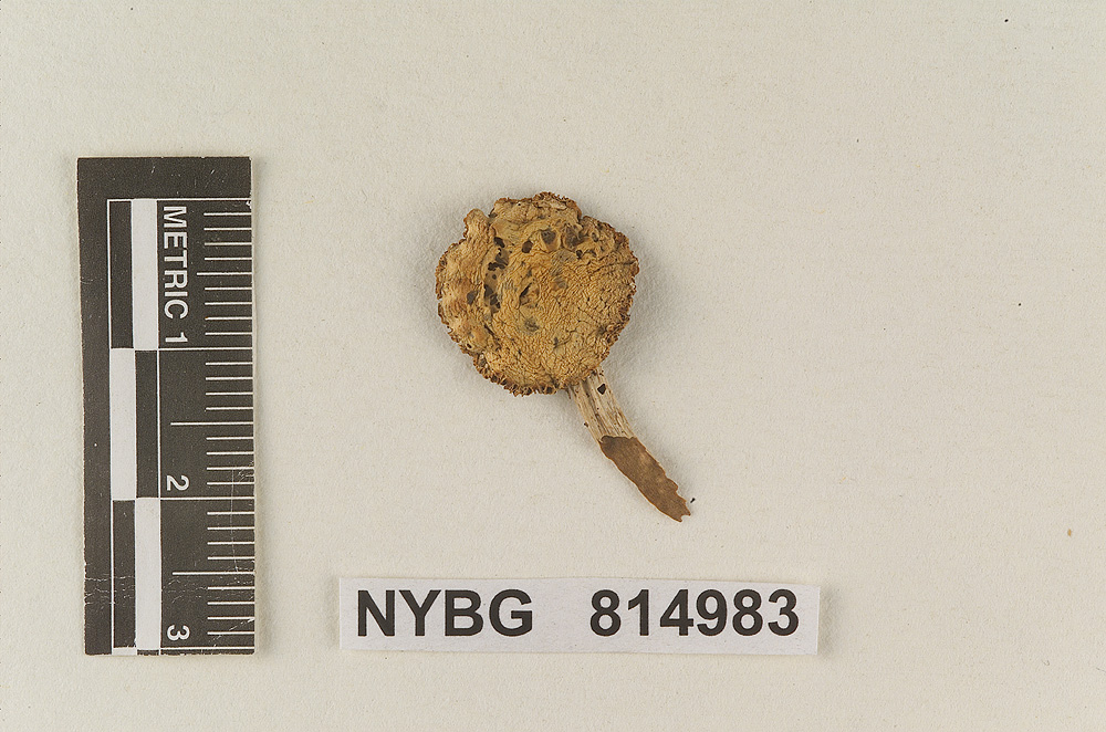 Tubaria deformata image