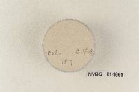 Tubaria eucalypti image