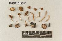 Tubaria eucalypti image