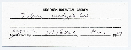 Tubaria eucalypti image