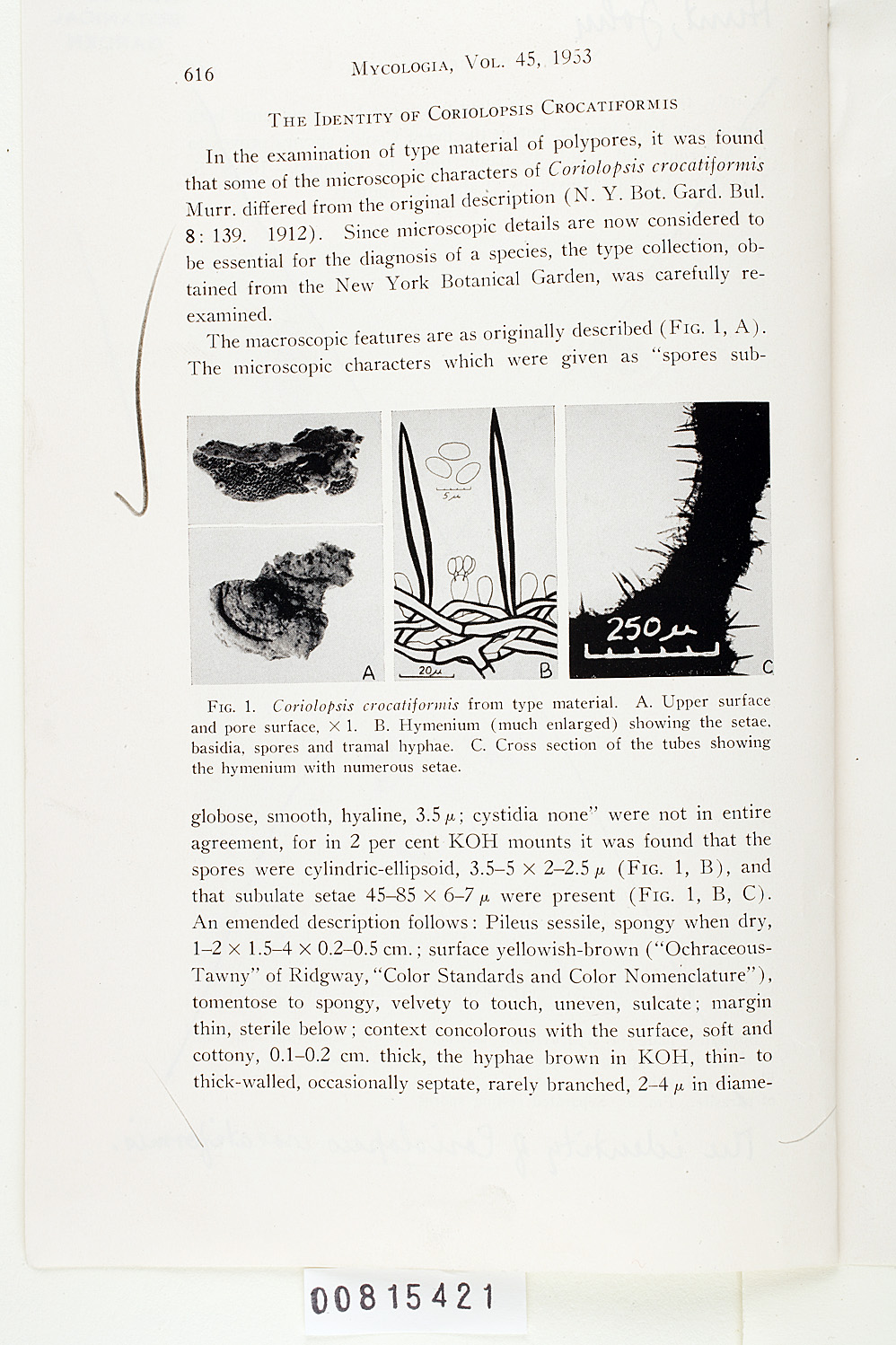 Phellinus palmicola image